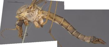 Media type: image;   Entomology 10272 Aspect: habitus lateral view
